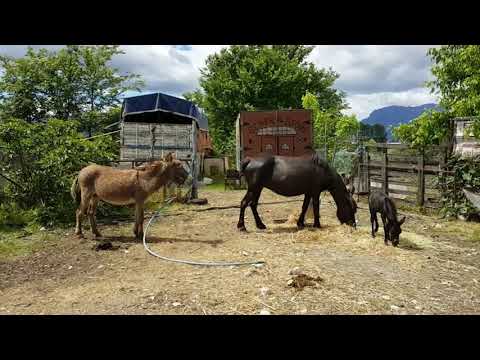 Video: Kako Imenovati Osel