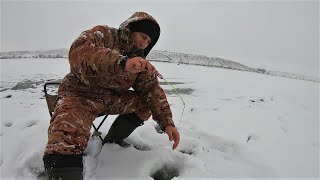 ЗА ЭТИМИ УДАРАМИ И ЗВОНОМ ЛЕСКИ МЫ СЮДА ШЛИ! Балансир валит крупняк! Зимняя рыбалка!