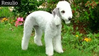 Dünýädaki İň Owadan 6 İt