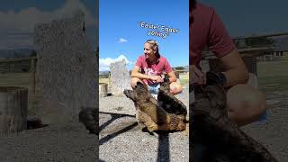 Celebrity Why the Easter Egger Chicken Is Perfect for Beginners Net Worth