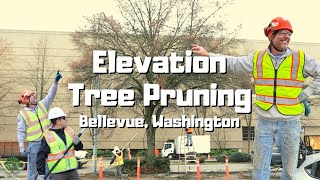 What is Elevation Pruning Tree Pruning in Bellevue, Washington