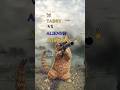 Heroic Orange Tabby Battles Alien Invasion With a Bazooka | Epic Cat Memeo Action