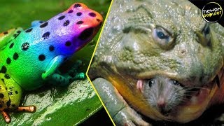 10 Jenis Katak Teraneh Dan Terunik Di Dunia