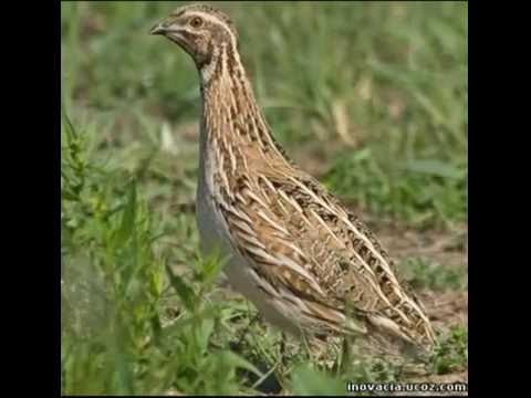 მწყერის ხმა  mwyeris xma  voice of quail  Перепел звук