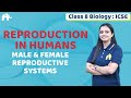 Reproduction in Humans Class 8 ICSE Biology | Selina Chapter Male & Female Reproductive Systems