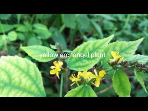 Video: Il phlomis russeliana è invasivo?