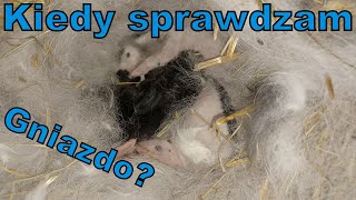 Kiedy Samice Robią Gniazdo I Po Co Je Sprawdzać? 6