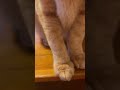 PCマウスが無いと思ったら、猫のおなかが怪しい