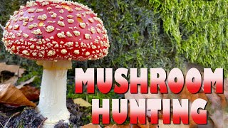 Mushroom Hunting Around Amsterdam