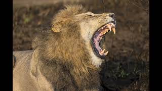 Red Road (King of the Manyeleti), Protector of the Nharu Pride and Father to many