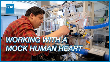 Using A Mock Circulatory Loop | Researching FDA