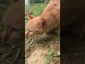 猫病気? 発作?くしゃみ?咳?