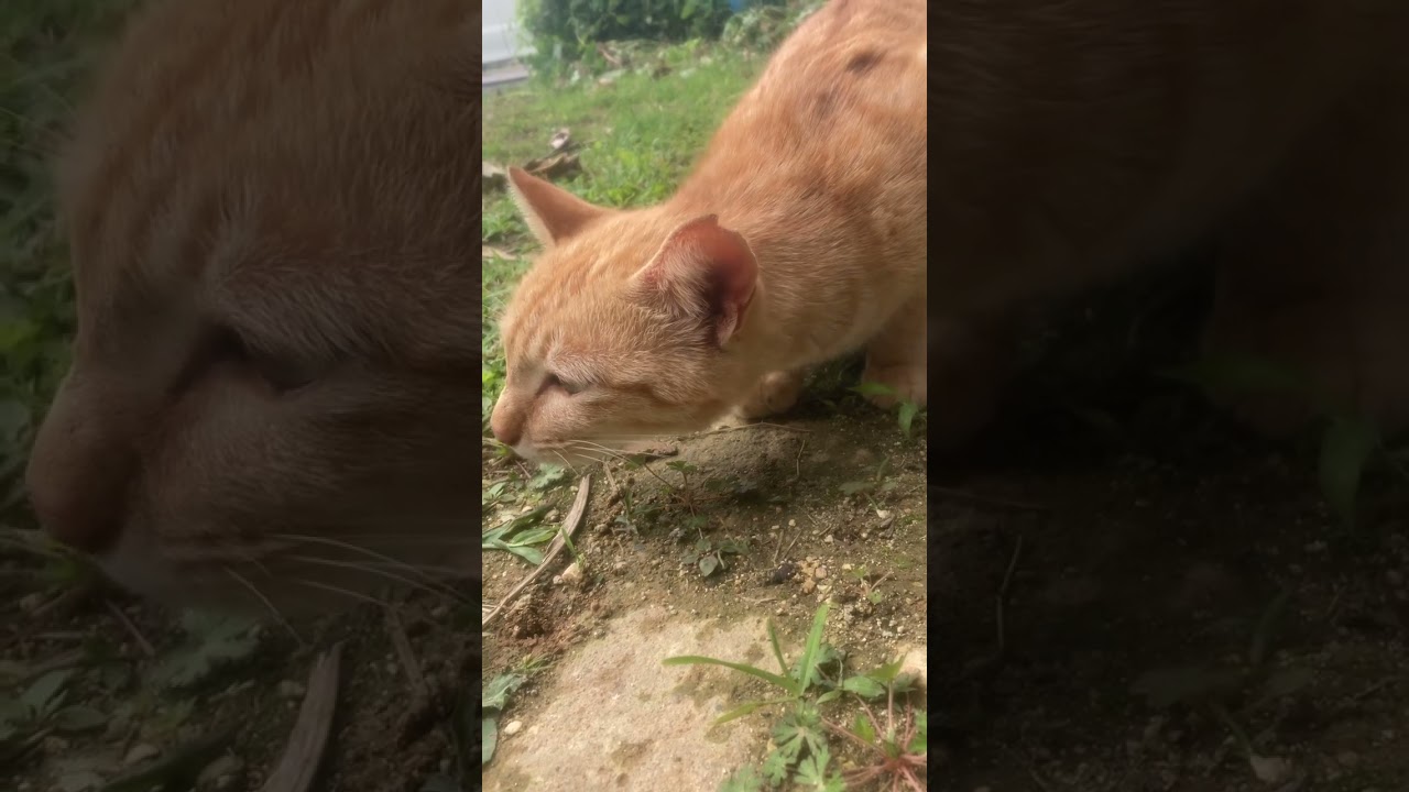 猫病気? 発作?くしゃみ?咳?