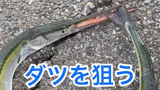 温排水に群がるダツを釣って丸焼きで頂く