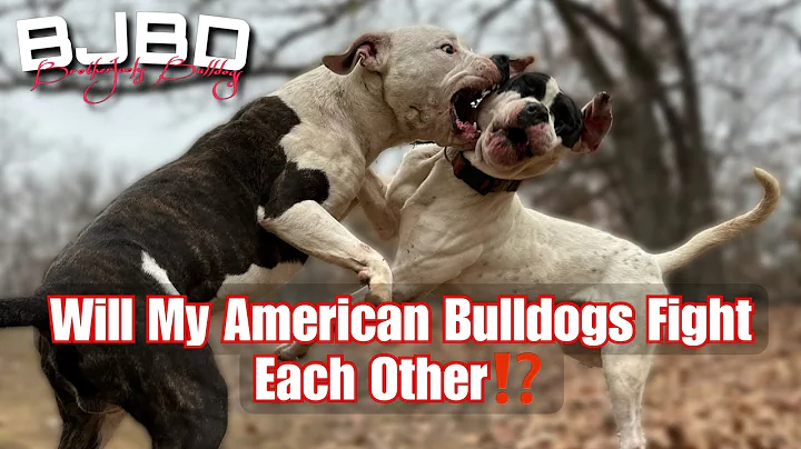 Do American Bulldogs Co Exist?! @BrotherJacksBulldogs yard.  #bjbd