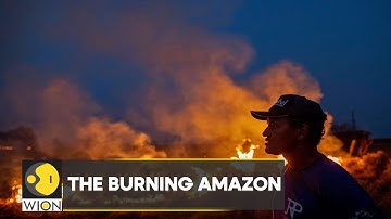 WION Climate Tracker: Why is the Amazon rainforest burning? | International News