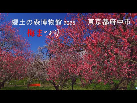 梅まつり　郷土の森博物館　2025  　東京都府中市