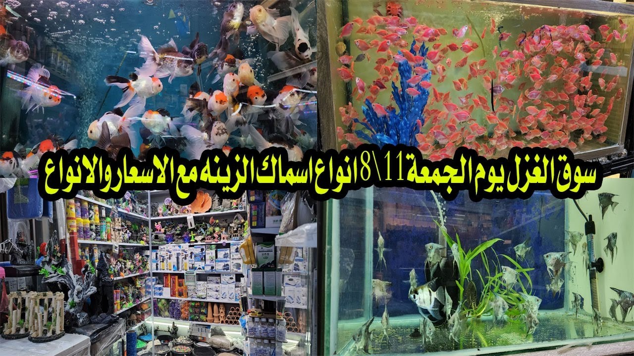 سوق الغزل يوم الجمعة 11\8 انواع اسماك الزينه مع الاسعار ولانواع