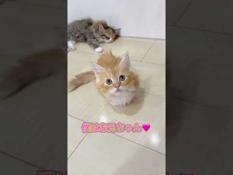 かっわいいミヌエット兄妹🩷 【お問合せ詳細は説明欄に記載あります】 #猫 #マンチカン #ミヌエット #子猫販売 #猫のいる暮らし #猫動画 #ブリーダー直販 #ラパーマ #子猫 #スクーカム