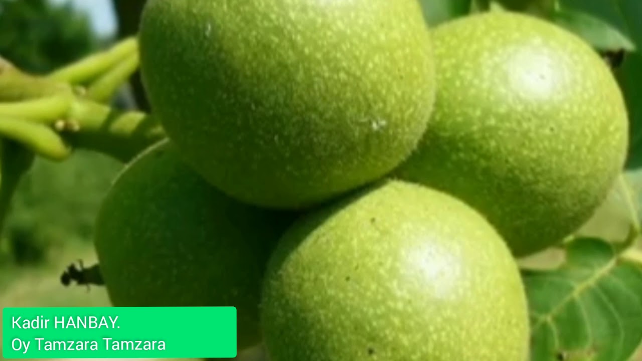 #Tamzara#karşılama#şebinkarahisar Kadir HANBAY 