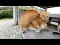 仲良しの猫カップルとベンチで相席した結果・・・