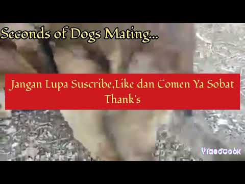 Seconds of Dogs Mating@Detik² Anjing lg Kawin