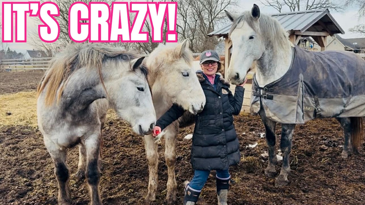 Belle Update, New Horse Shipping, Random Zoomies, Training, & More! 