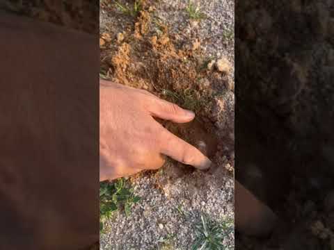 البحث عن الكمأ فقع ربيع ربيع الشمال ربيع١٤٤٤ الحدود الشمالية شعبة نصاب