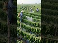 #newfarmerplan #rurallife #chili #beautiful #garden #rural #ruralliving #agriculture #farming #frish