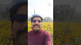 Marigold Garden l ಗೊಂಡೆ ಹೂವಿನ ತೋಟ marigold marigoldflower marigoldgarden marigoldfarming