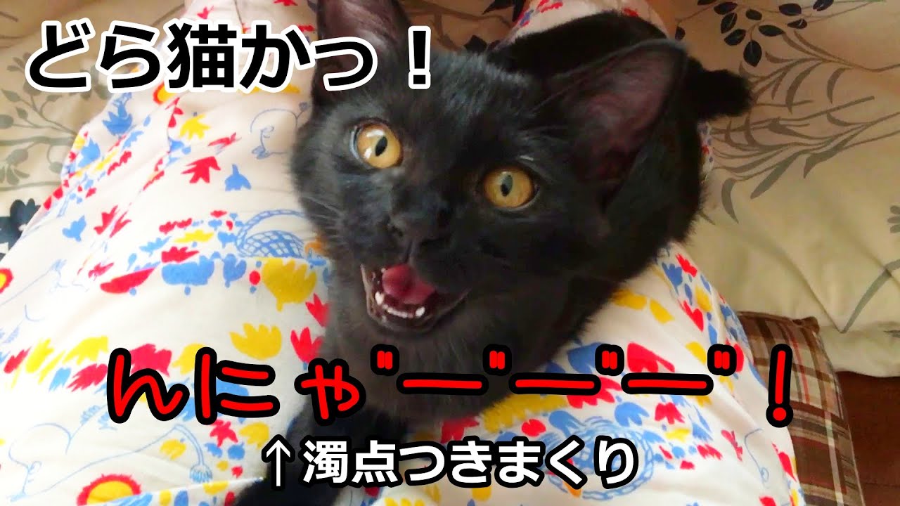 保護した子猫の鳴き声が どら猫 な件 Youtube