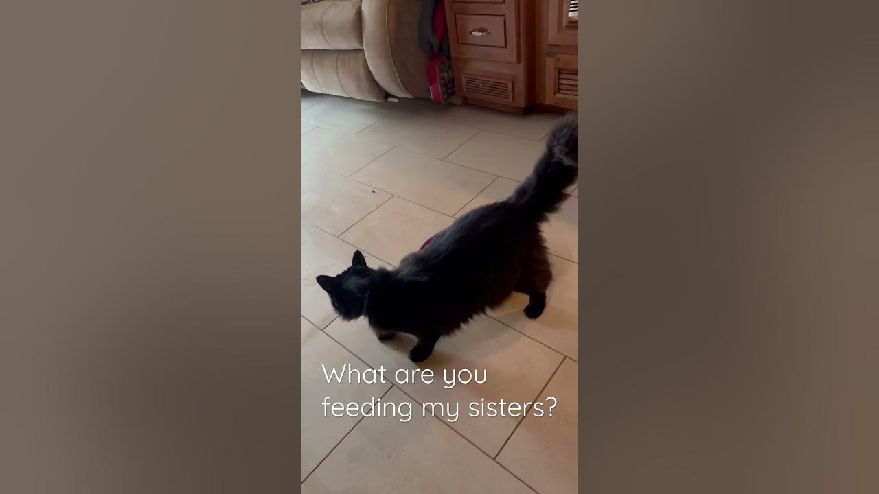 Something stinks, our cat is crazy shorts cats crazycats 