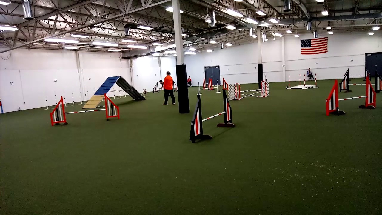 Incredipaws agility cup