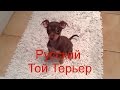 Русский той терьер - порода собак, относящаяся к группе декоративных собак.