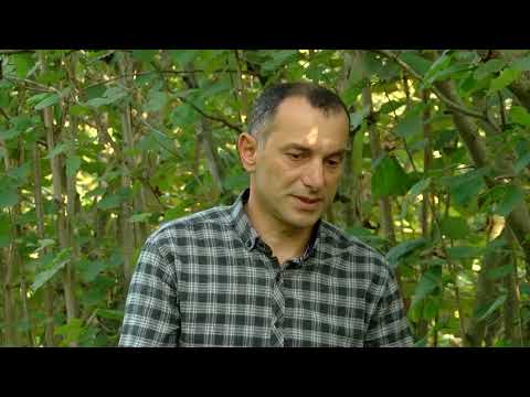 სწორი წამლობის შედეგად მიღებული თხილის კარგი მოსავალი სოფელ ცხემლისხიდში