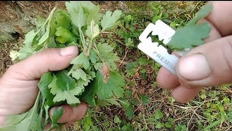 Cách Giữ Giống Cúc Hoạ Mi Hà Nội Cho Mùa Vụ Năm 2023