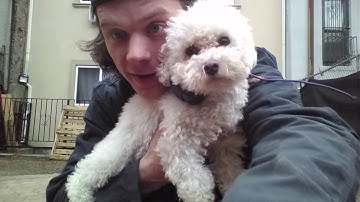 Finally, a Quick Release E Collar Strap for Small Dogs