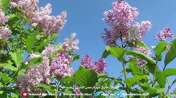 سورة الأنبياء ( 83 - 112 ) تلاوة حجازية آسره للشيخ خليل عبدالرحمن القارئ رحمه الله