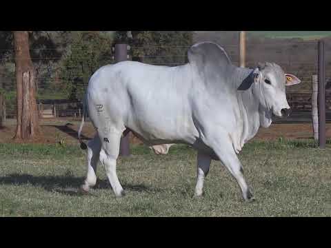 LOTE 77 | Leilão Touro Pronto Katispera