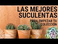 Mejores suculentas para empezar tu colección / anuncio especial