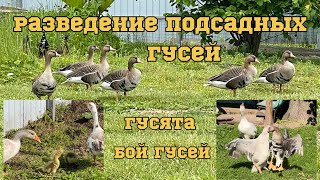 Разведение подсадных гусей. Прилетел дикий гусь. Бой гусей. Гусята от гибрида.