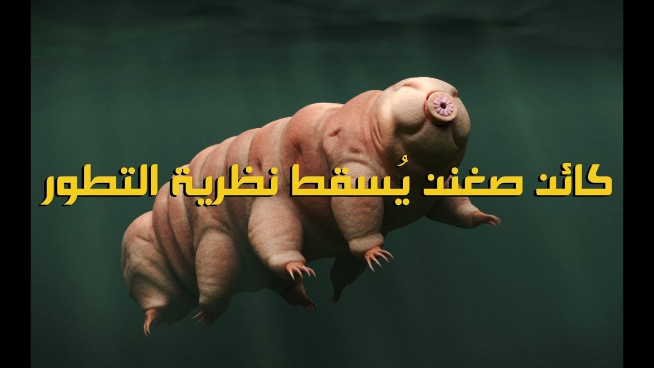 ⁣كائن صغير ( التارديجراد ) يُسقط نظرية التطور Tardigarde Debunks Evolution Theory (Eng Subtitle)