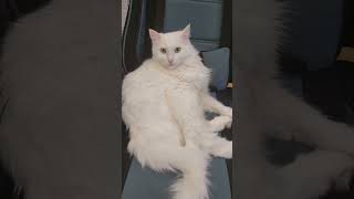 репортаж от котика Батона #котикбатон#смешныекотики#забавныеживотные#funnycat#приколы