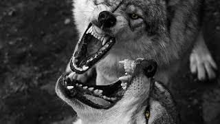 Suara lolongan serigala yang sangat mengerikan/ suara serigala seram 30 detik