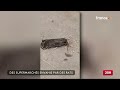 "Les rats envahissent les rayons" : Immersion dans un supermarché en France