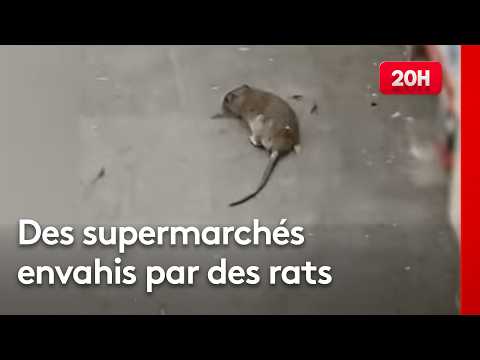 "Les rats envahissent les rayons" : Immersion dans un supermarché en France
