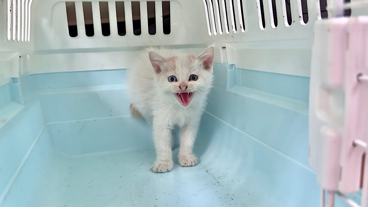 日記 20251202｜lefthorse