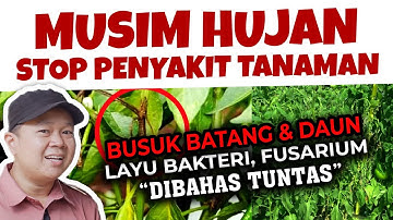 STOP PENYAKIT.❗ ❗ ❗  BUSUK BATANG & DAUN, LAYU FUSARIUM & BAKTERI, SEMUA SAYA BAHAS LENGKAP.