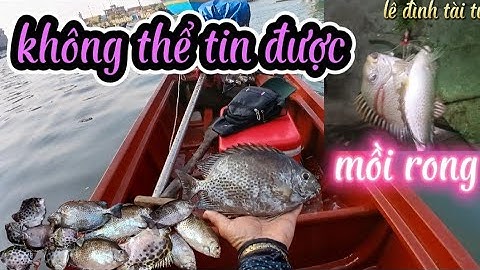 Không thể tin được 1 lần câu 2 em cá dìa khủng bằng rường và mồi rong ! Câu cá giải trí! tài fishing