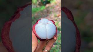 Download Lagu Ternyata manggis adalah buah asli dari indonesia #manggis #mangosteen MP3 Download Lagu Ternyata manggis adalah buah asli dari indonesia #manggis #mangosteen MP3